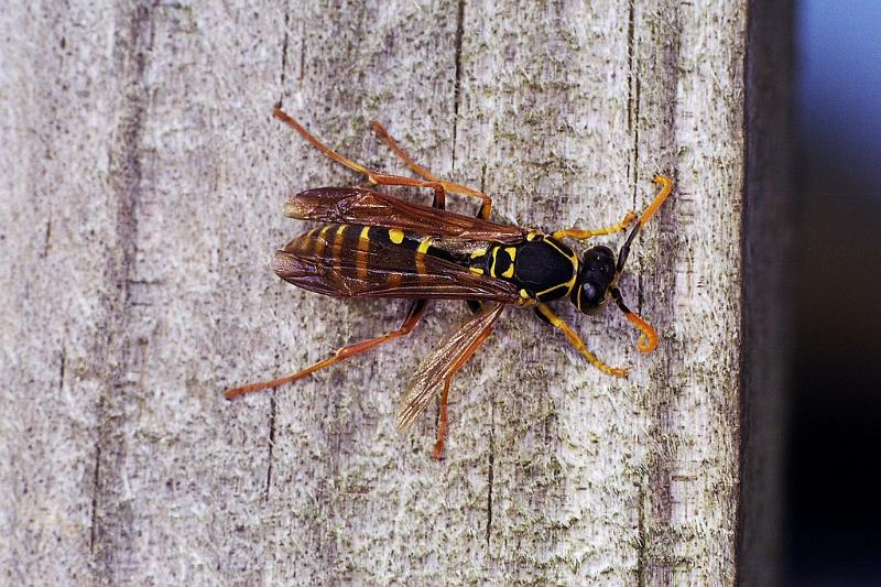 Vespula_ZZXYX_F2329_Z_80_Cape Reinga_Nieuw-Zeeland.jpg